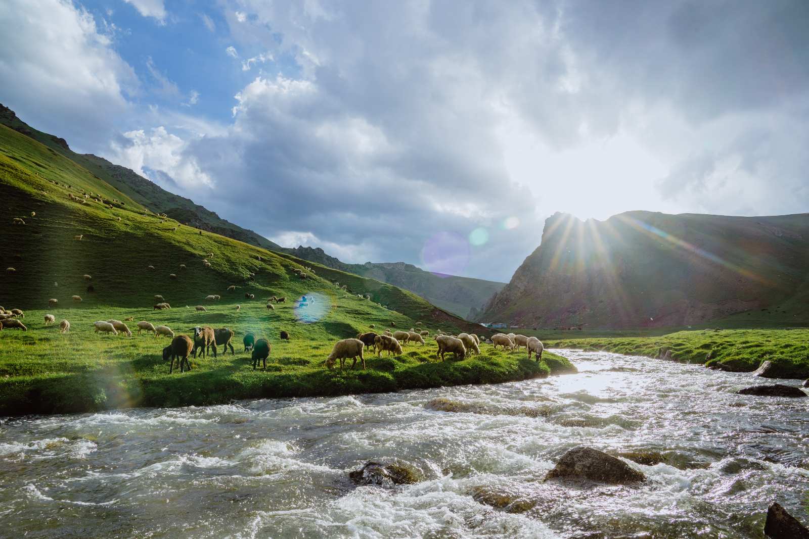 Schafherde am Fluß auf grünen Wiesen in einer Naturlandschaft mit Bergen bei Sonnenschein