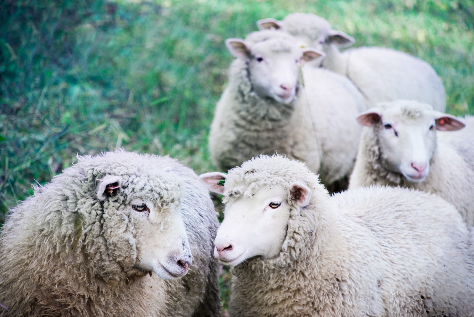 Fünf Merino-Schafe auf einer Wiese