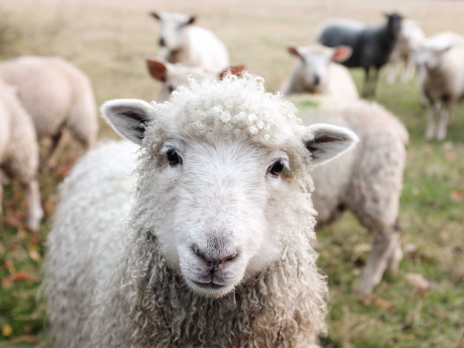 Weißes Schaf Nahaufnahme, mehrere Schafe Hintergrund Wiese