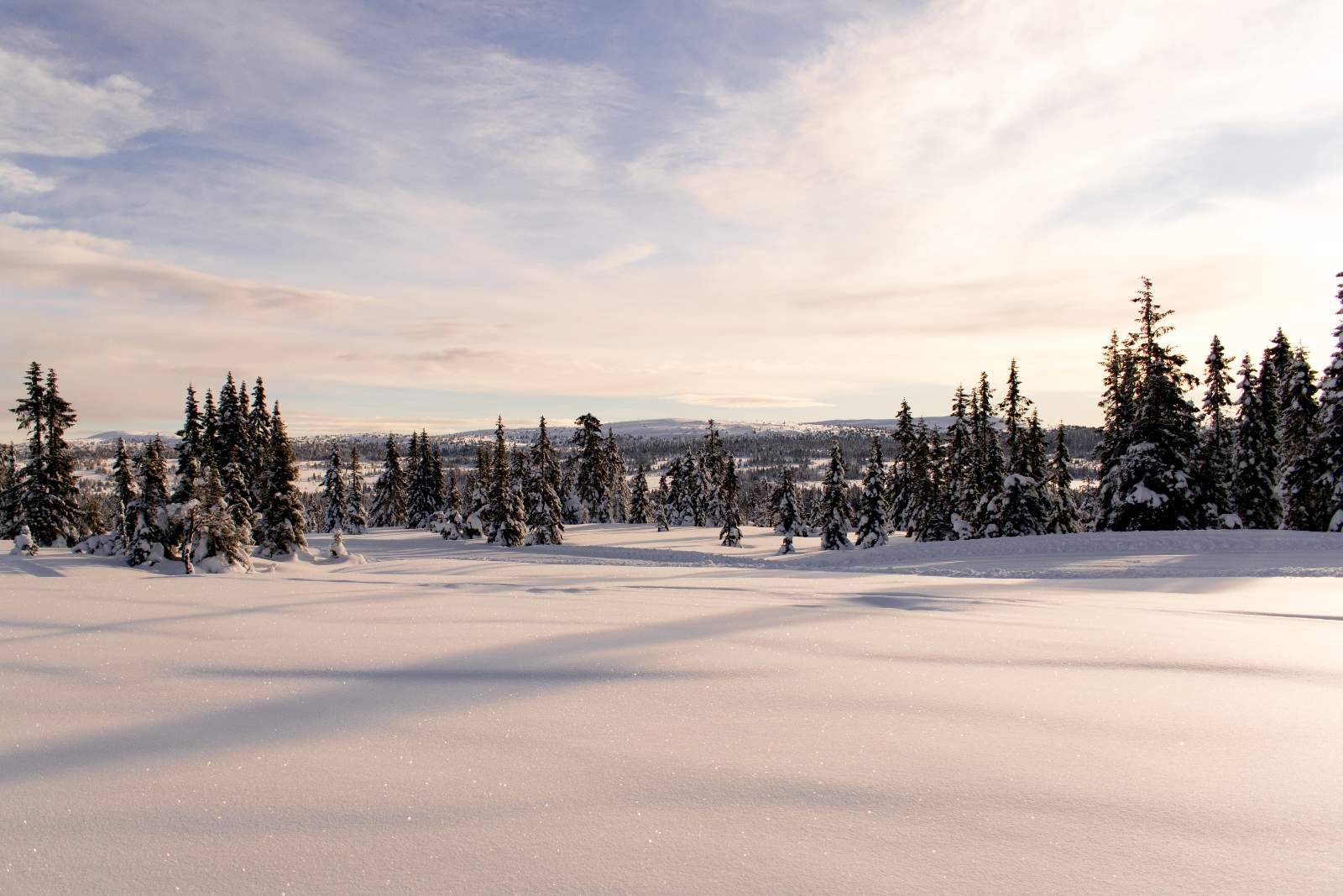 Norwegische Schneelandschaft. Nadelbäume im Vordergrund, Hügel dahinter. Gutes Wetter